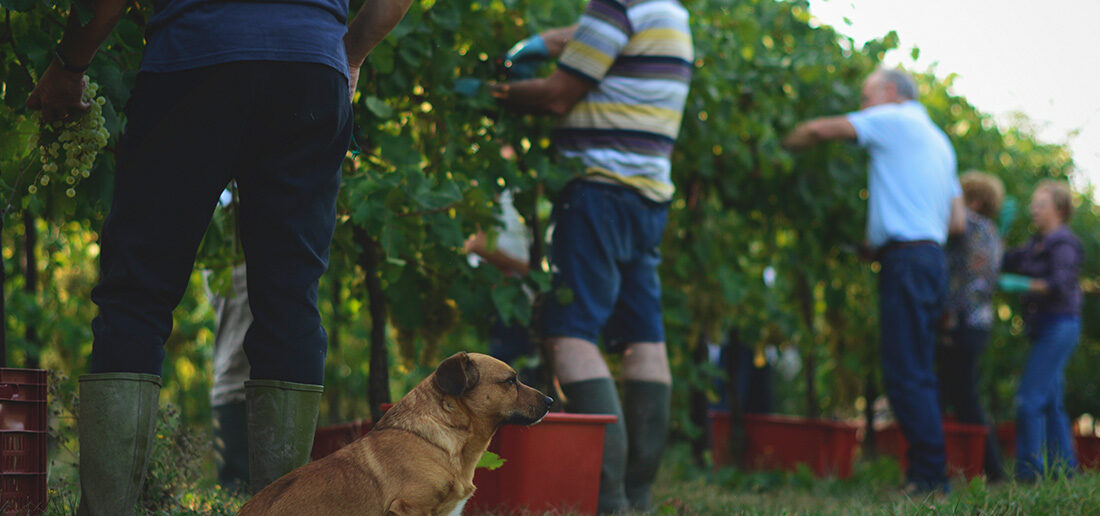 vendemmia 2017 picchetto verde prosecco