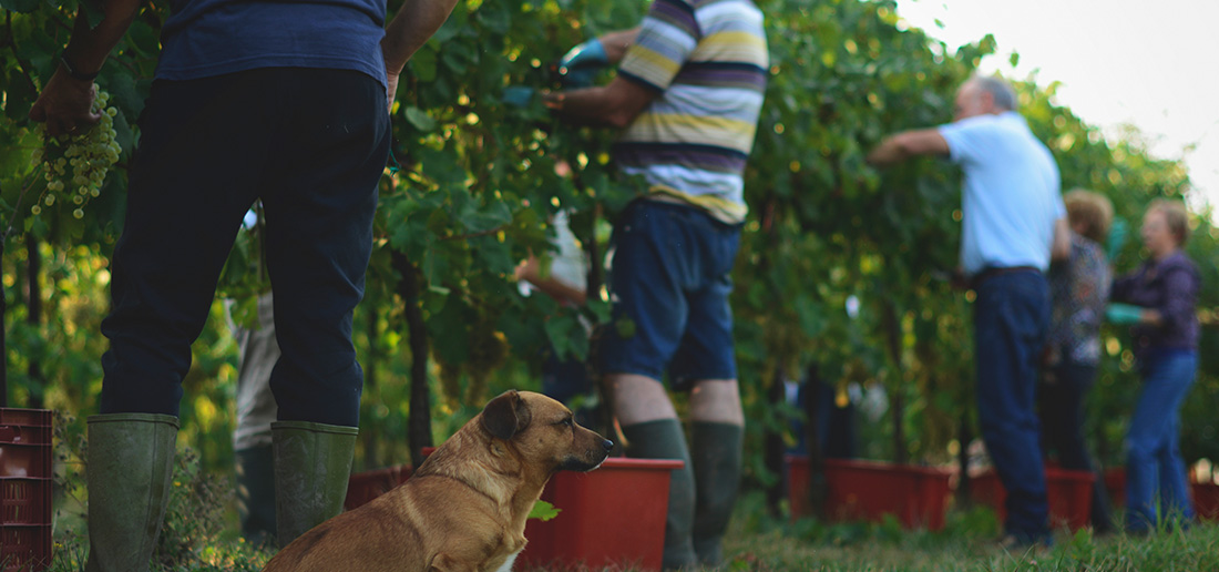 vendemmia 2017 picchetto verde prosecco